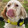 Images de profil de Laura - Blooming Pets - Petsitting et garde d'animaux à domicile