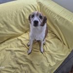 Lady   Jack Russell Terrier Femelle - Garde d'animaux à domicile