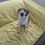 Lady   Jack Russell Terrier Femelle - Garde d'animaux à domicile