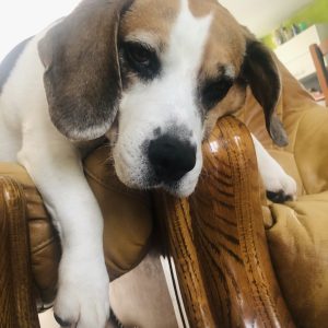 Maya