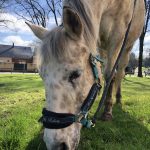 Tania   Appaloosa Femelle - Garde d'animaux à domicile