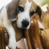 Images de profil de Sarah - Blooming Pets - Petsitting et garde d'animaux à domicile