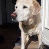 Images de profil de Sarah - Blooming Pets - Petsitting et garde d'animaux à domicile