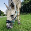 Images de profil de Sarah - Blooming Pets - Petsitting et garde d'animaux à domicile