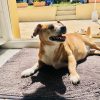 Images de profil de Sarah - Blooming Pets - Petsitting et garde d'animaux à domicile
