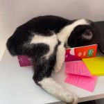 Tofu   European Shorthair (Européen) Femelle - Garde d'animaux à domicile