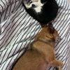 Images de profil de Cécile - Blooming Pets - Petsitting et garde d'animaux à domicile