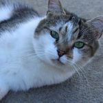 Nougat   Chat de gouttière (Commun) Mâle stérilisé - Garde d'animaux à domicile