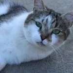 Nougat   Chat de gouttière (Commun) Mâle stérilisé - Garde d'animaux à domicile