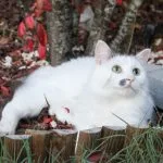 Ruby   Chat de gouttière (Commun) Femelle - Garde d'animaux à domicile