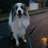 Images de profil de Jennifer - Blooming Pets - Petsitting et garde d'animaux à domicile