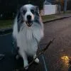 Images de profil de Jennifer - Blooming Pets - Petsitting et garde d'animaux à domicile