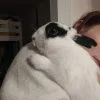 Images de profil de Jennifer - Blooming Pets - Petsitting et garde d'animaux à domicile