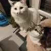 Images de profil de Jennifer - Blooming Pets - Petsitting et garde d'animaux à domicile
