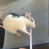 Images de profil de Jennifer - Blooming Pets - Petsitting et garde d'animaux à domicile