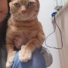 Images de profil de Ophélie - Blooming Pets - Petsitting et garde d'animaux à domicile