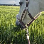Image de profil de Laika - Blooming Pets - Petsitting et garde d'animaux à domicile