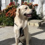 Umi   Golden Retriever Mâle - Garde d'animaux à domicile