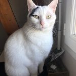 Percy   Chat de gouttière (Commun) Mâle stérilisé - Garde d'animaux à domicile