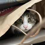 Squeezie   Chat de gouttière (Commun) Mâle stérilisé - Garde d'animaux à domicile