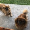 Images de profil de Laura - Blooming Pets - Petsitting et garde d'animaux à domicile