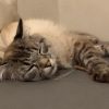 Images de profil de Laura - Blooming Pets - Petsitting et garde d'animaux à domicile