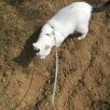 Images de profil de Laura - Blooming Pets - Petsitting et garde d'animaux à domicile