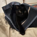 Blacky   Chat de gouttière (Commun) Mâle stérilisé - Garde d'animaux à domicile