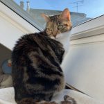 Kira   Chat de gouttière (Commun) Femelle - Garde d'animaux à domicile