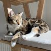 Images de profil de Marianne - Blooming Pets - Petsitting et garde d'animaux à domicile