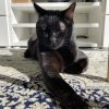 Images de profil de Marianne - Blooming Pets - Petsitting et garde d'animaux à domicile