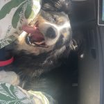 Marvel   Border Collie Mâle stérilisé - Garde d'animaux à domicile