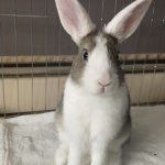 June   Race Inconnue Femelle stérilisée - Garde d'animaux à domicile