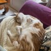 Images de profil de emilien - Blooming Pets - Petsitting et garde d'animaux à domicile