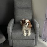 Oreo   Cavalier King Charles Spaniel Mâle - Garde d'animaux à domicile