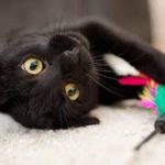 Image de profil de camille - Blooming Pets - Petsitting et garde d'animaux à domicile