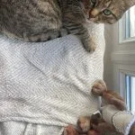Ace   Chat de gouttière (Commun) Mâle - Garde d'animaux à domicile