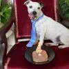 Images de profil de manon - Blooming Pets - Petsitting et garde d'animaux à domicile