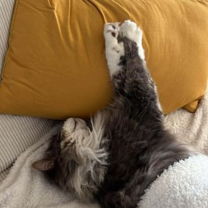 Images de profil de Delphine - Blooming Pets - Petsitting et garde d'animaux à domicile