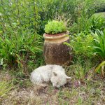 Jiana   West Highland White Terrier Femelle - Garde d'animaux à domicile