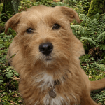 Maëlya   West Highland White Terrier Femelle - Garde d'animaux à domicile