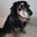 Mishka   Cocker Anglais Femelle stérilisée - Garde d'animaux à domicile