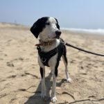 Voyou   Beagle Mâle - Garde d'animaux à domicile