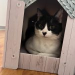 Rockette   Chat de gouttière (Commun) Femelle stérilisée - Garde d'animaux à domicile