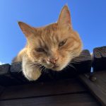 Yuna   Chat de gouttière (Commun) Femelle - Garde d'animaux à domicile