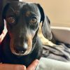 Images de profil de Manon - Blooming Pets - Petsitting et garde d'animaux à domicile