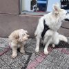 Images de profil de Manon - Blooming Pets - Petsitting et garde d'animaux à domicile
