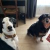 Images de profil de Manon - Blooming Pets - Petsitting et garde d'animaux à domicile