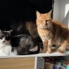 Images de profil de Manon - Blooming Pets - Petsitting et garde d'animaux à domicile