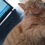 Roxy   European Shorthair (Européen) Mâle stérilisé - Garde d'animaux à domicile